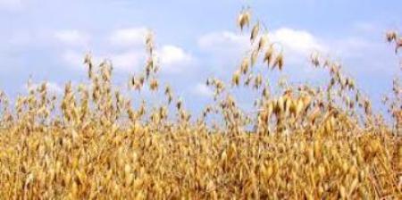 I will buy: wheat, triticale, oats, rye, barley, maize,