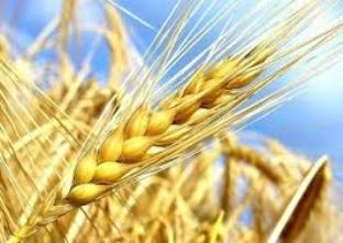 BUY: wheat, triticale, oats, rye, barley, maize, soy, yellow