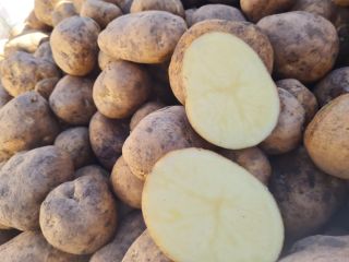 I will sell buckwheat with collection in Lithuania, truck