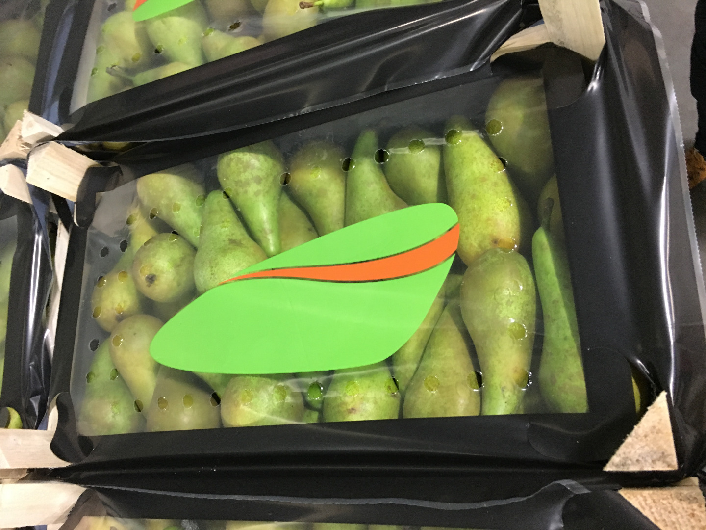 Pear conference 60/65, 65/70, 70/75 mm