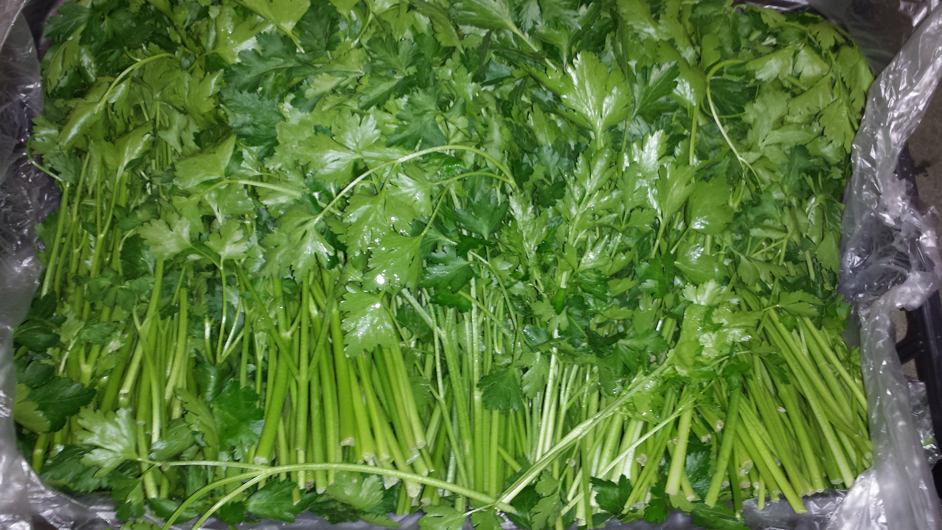 Parsley parsley for sale, wholesale quantities of parsley directly
