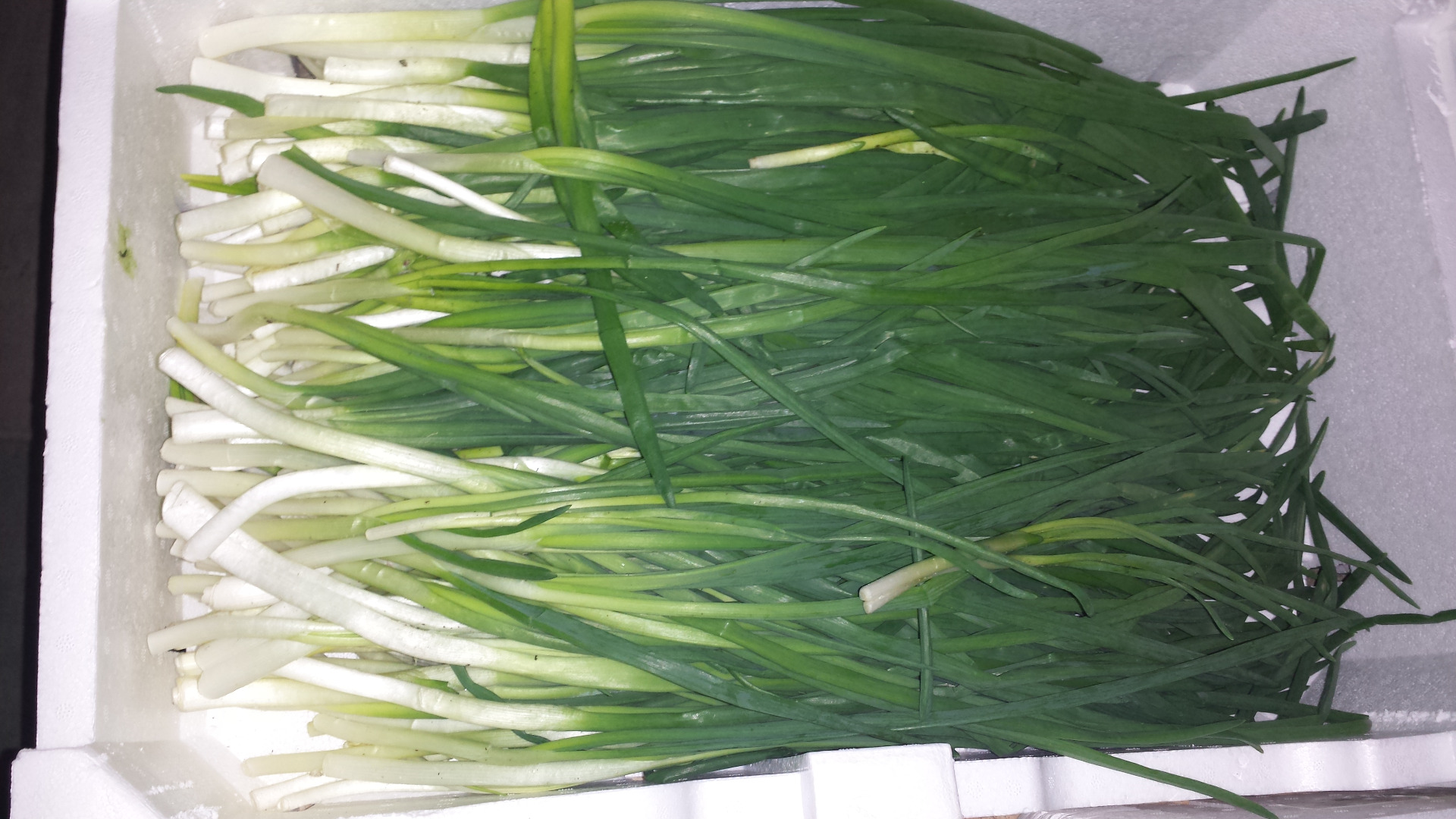 Fresh chives, Polish chives from greenhouses. I will sell