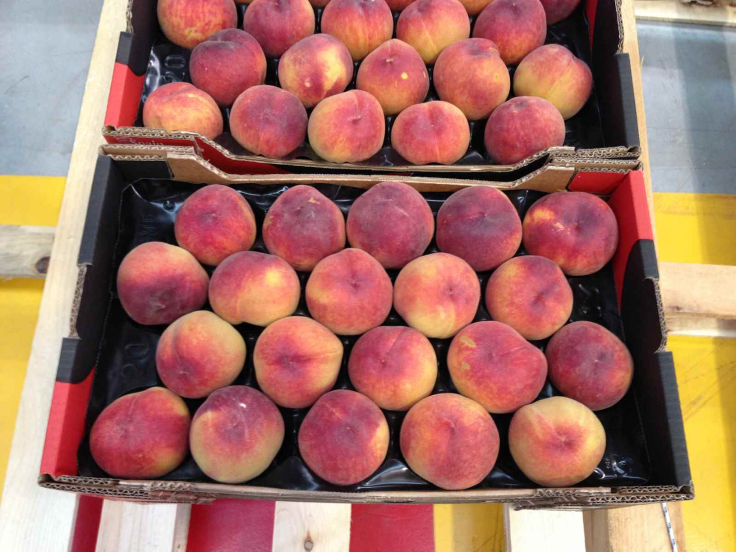 I will sell peaches. Directly from the tree, wholesale