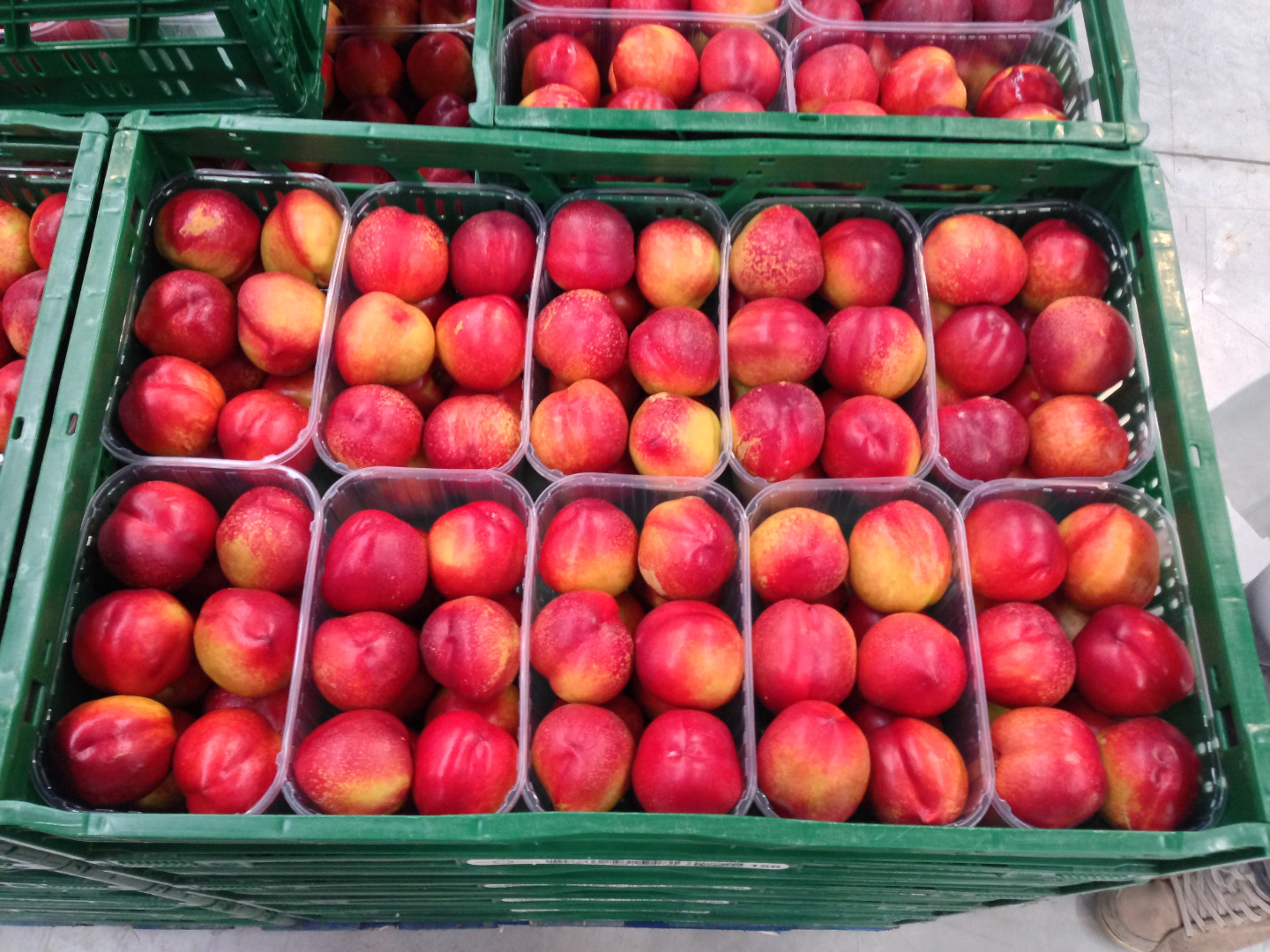 The producer sells nectarine