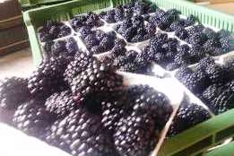 I am looking for producers of soft fruits, among others blackberries
