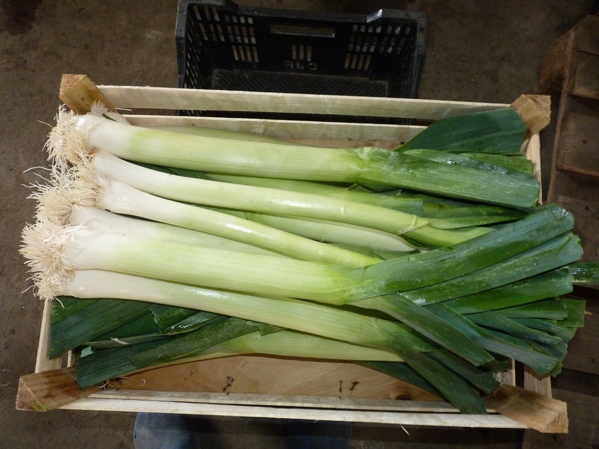 I have a leek to sell, I can pack it in any packaging