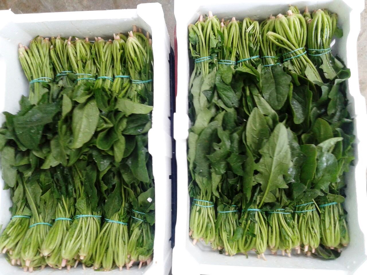 I will sell imported spinach
