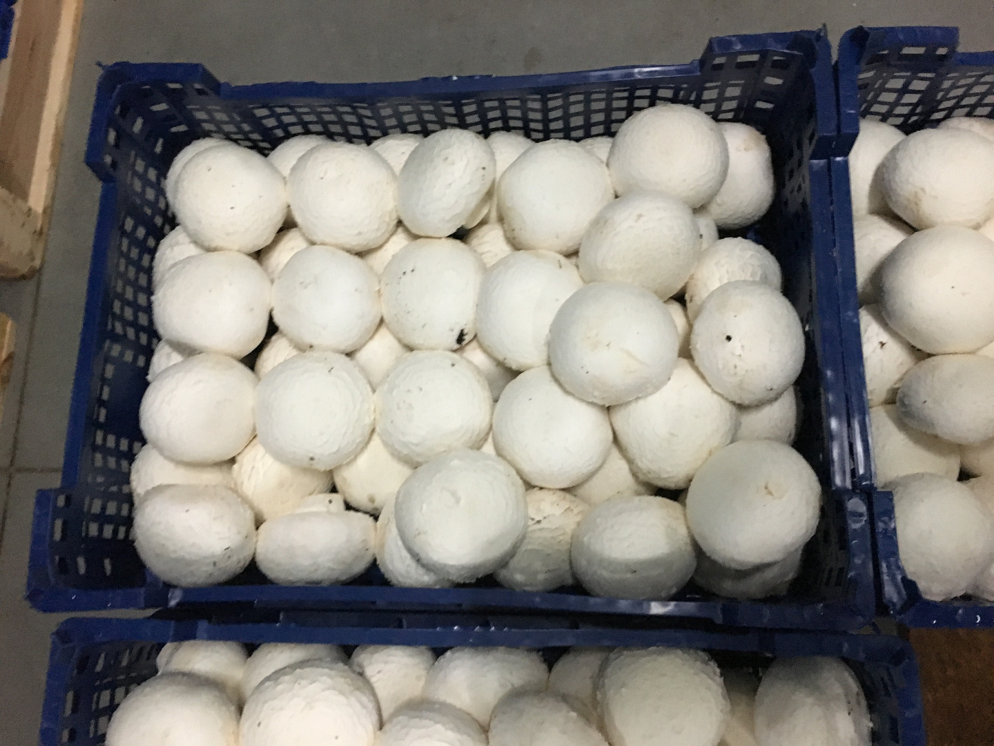 I will buy wholesale quantities of mushrooms 4-6 and 6+ cm