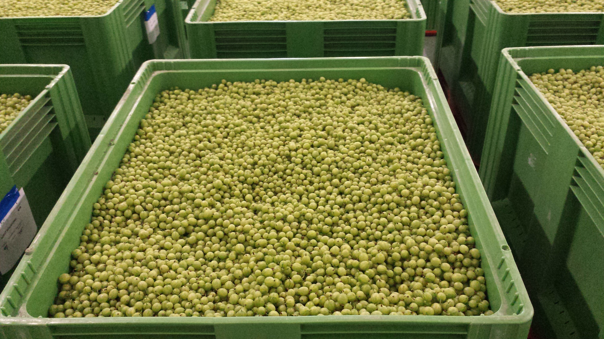 Buy gooseberry industrial pickup with your own transport from