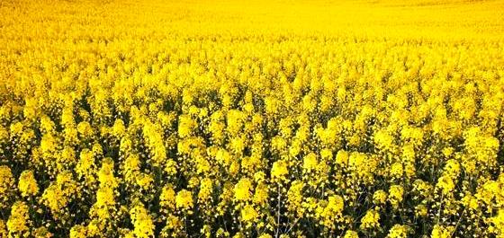 I will buy rapeseed at 5000 t per month.