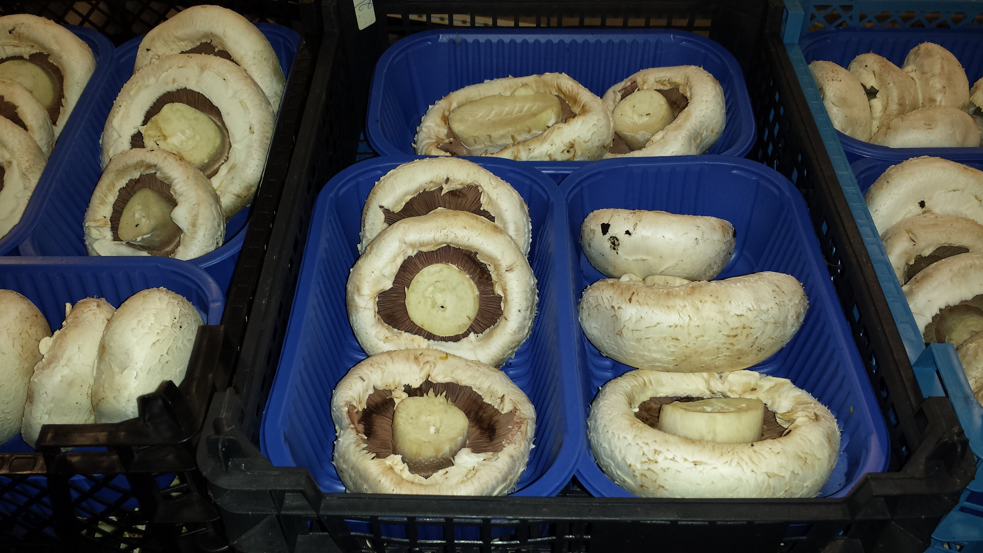 I will sell Risen Mushroom