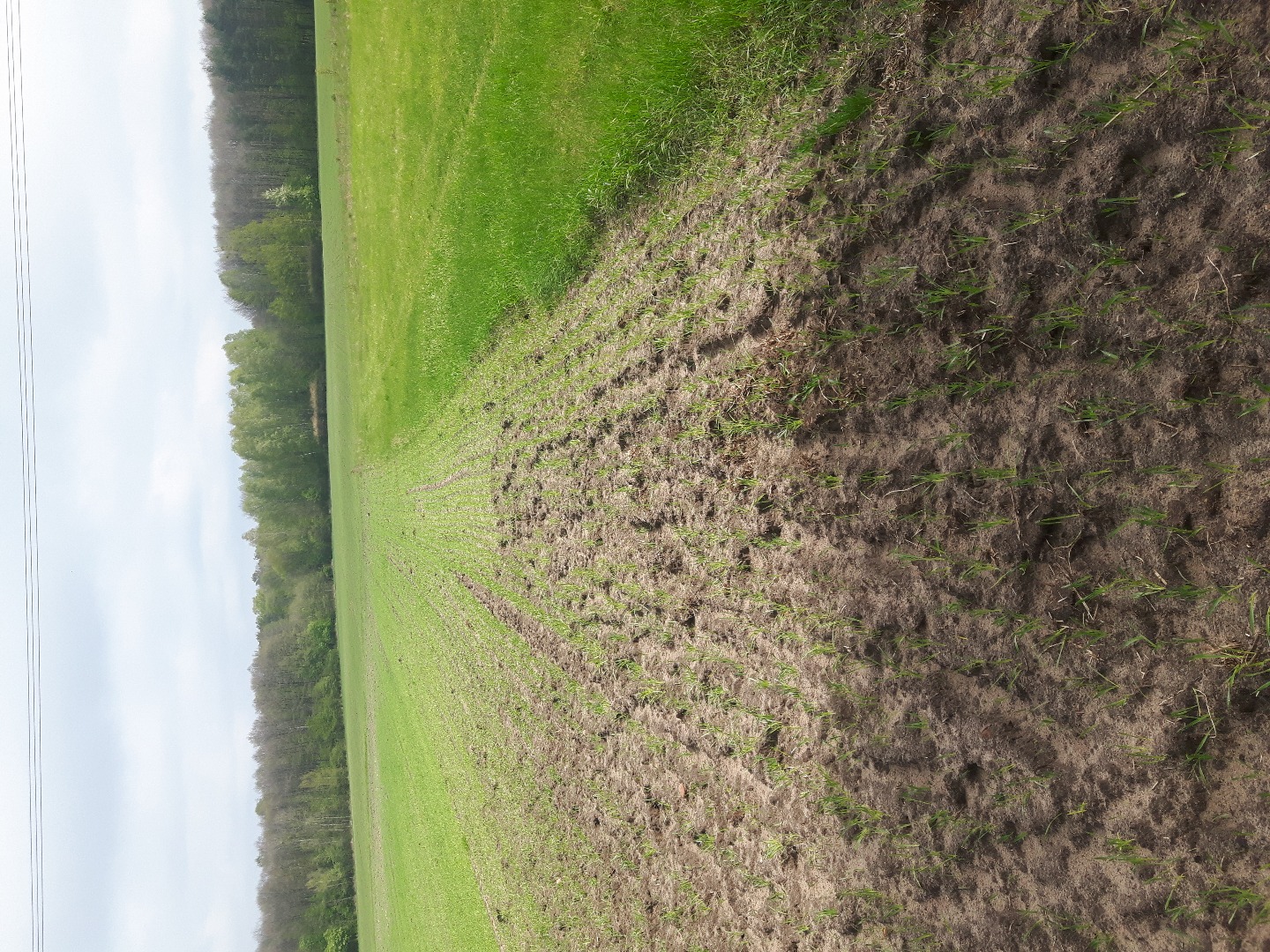 I have traditionally grown schwabenkorn without spraying glyphosate, etc