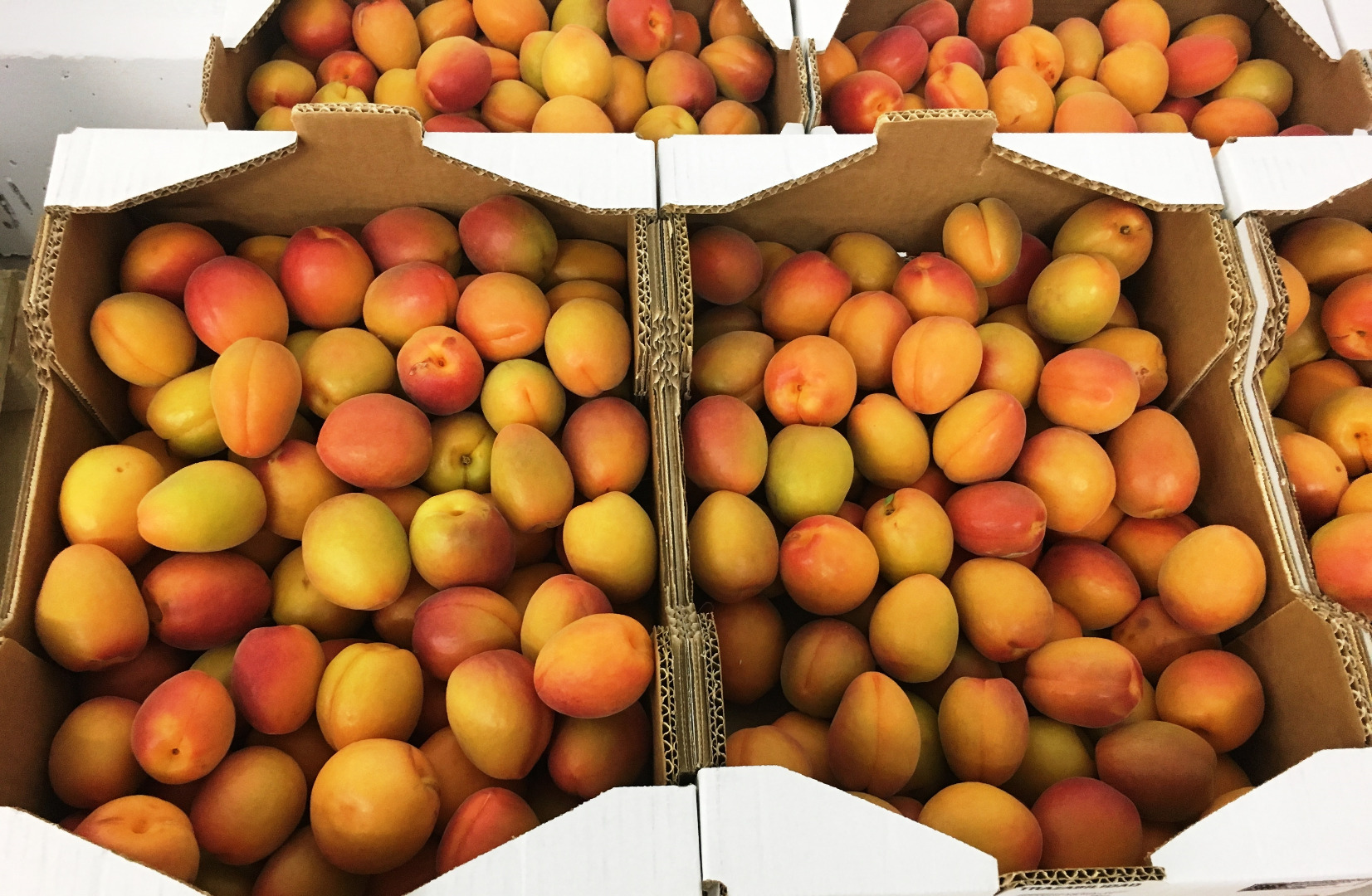 I will sell apricots in bulk, caliber 3, 4.
