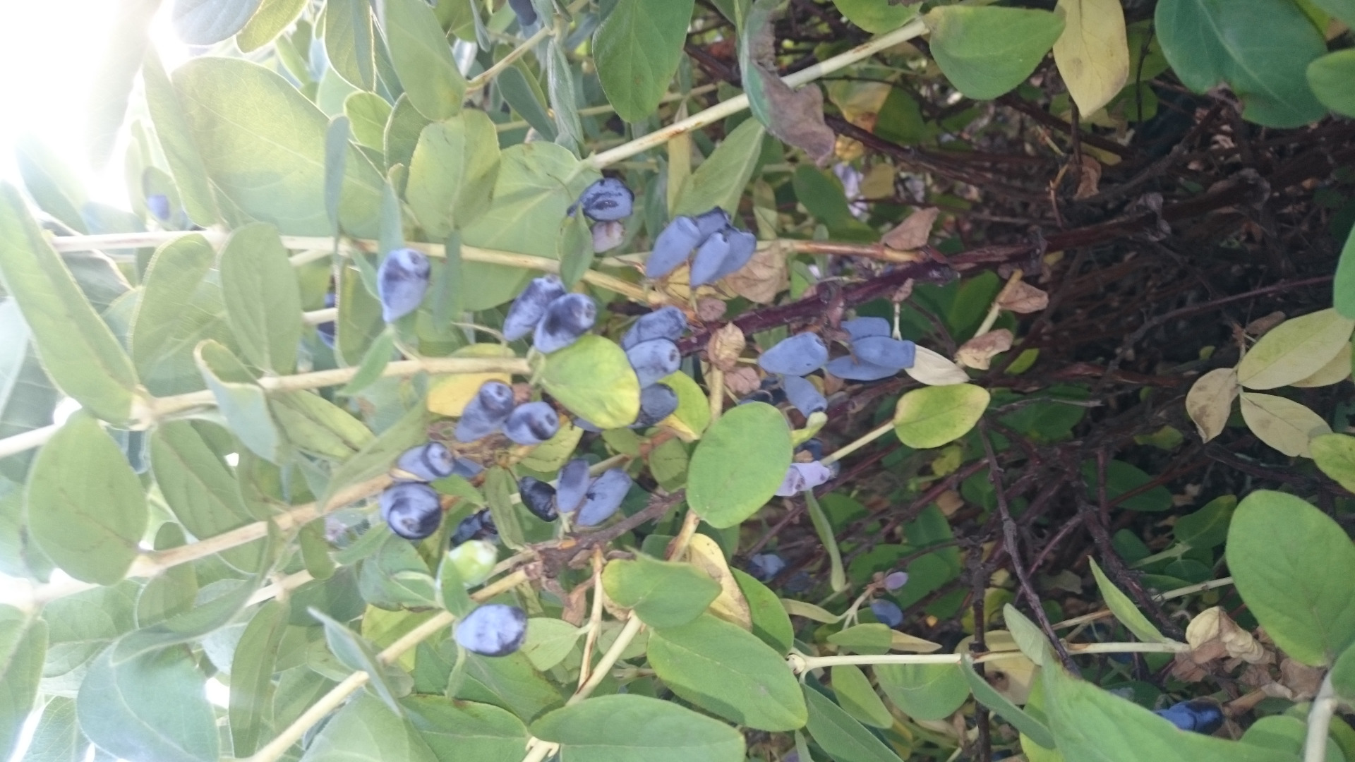 I will sell a kamchatka berry of the Wojtek