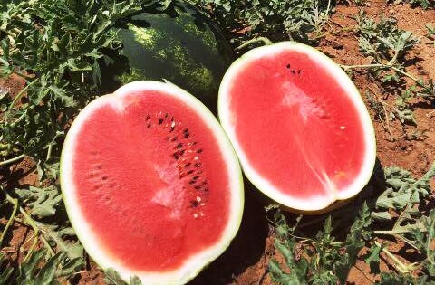 I will sell a watermelon. Only wholesale quantities