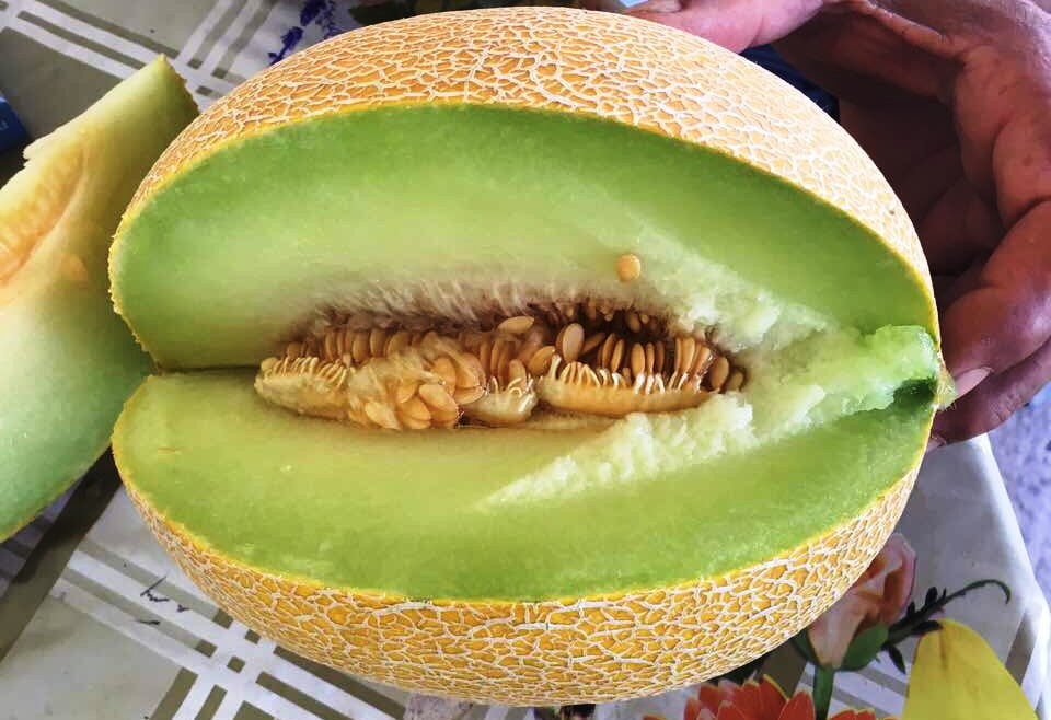 I will sell the melon season 2017, I invite you to cooperation