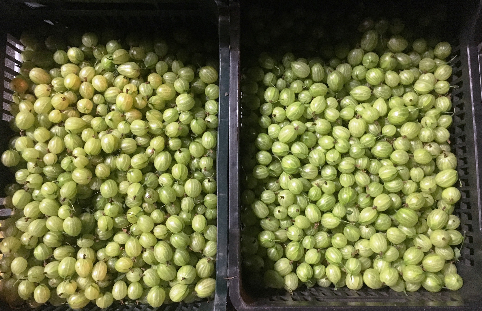 I am a small gooseberry producer looking for a recipient