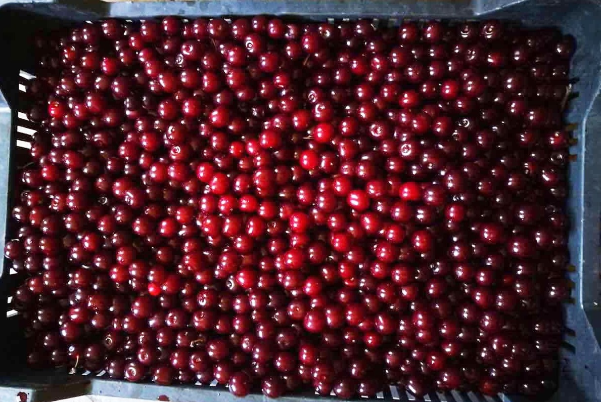 I will sell cherries for freezing. Cherry without stalk.