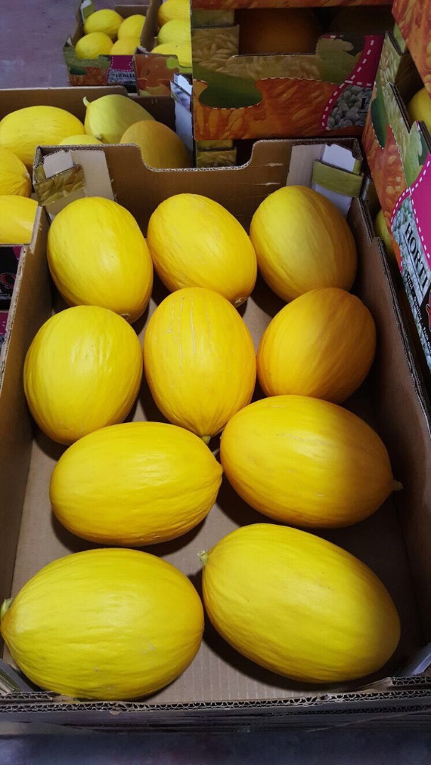 Description: I have a sale of yellow and green melon Spain in large quantities, order processing up to three days from the request, please send an e-mail to