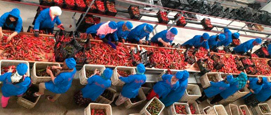 I have fruit from Spain for quantities of trucks, fast delivery for individual orders