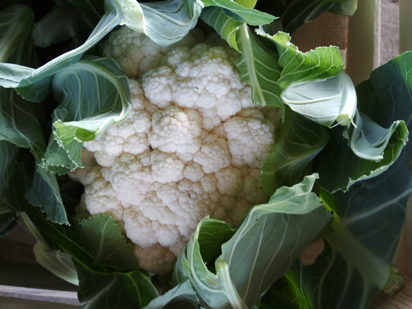 In season 2017, we will establish a permanent cooperation with the recipient of cauliflower - we have the GLOBALGAP certificate // Cauliflower in the "6" and