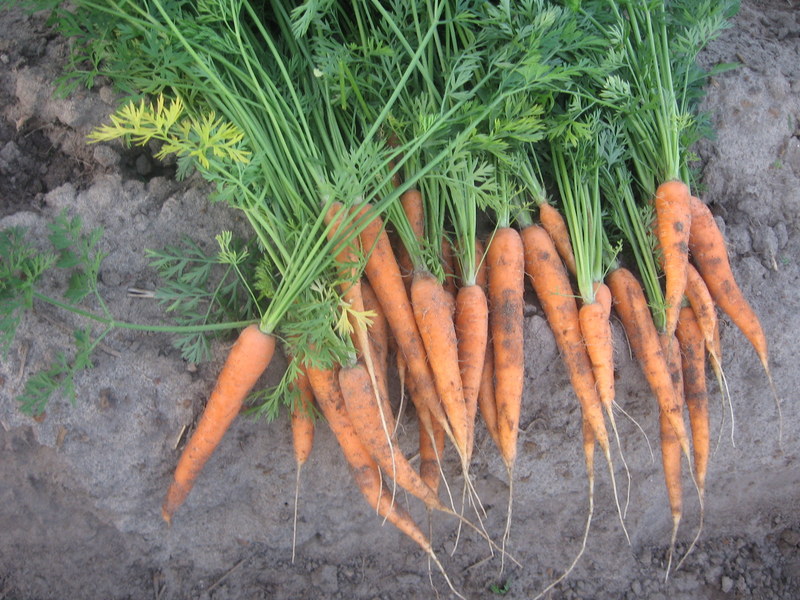 I am looking forward to selling carrots. for more