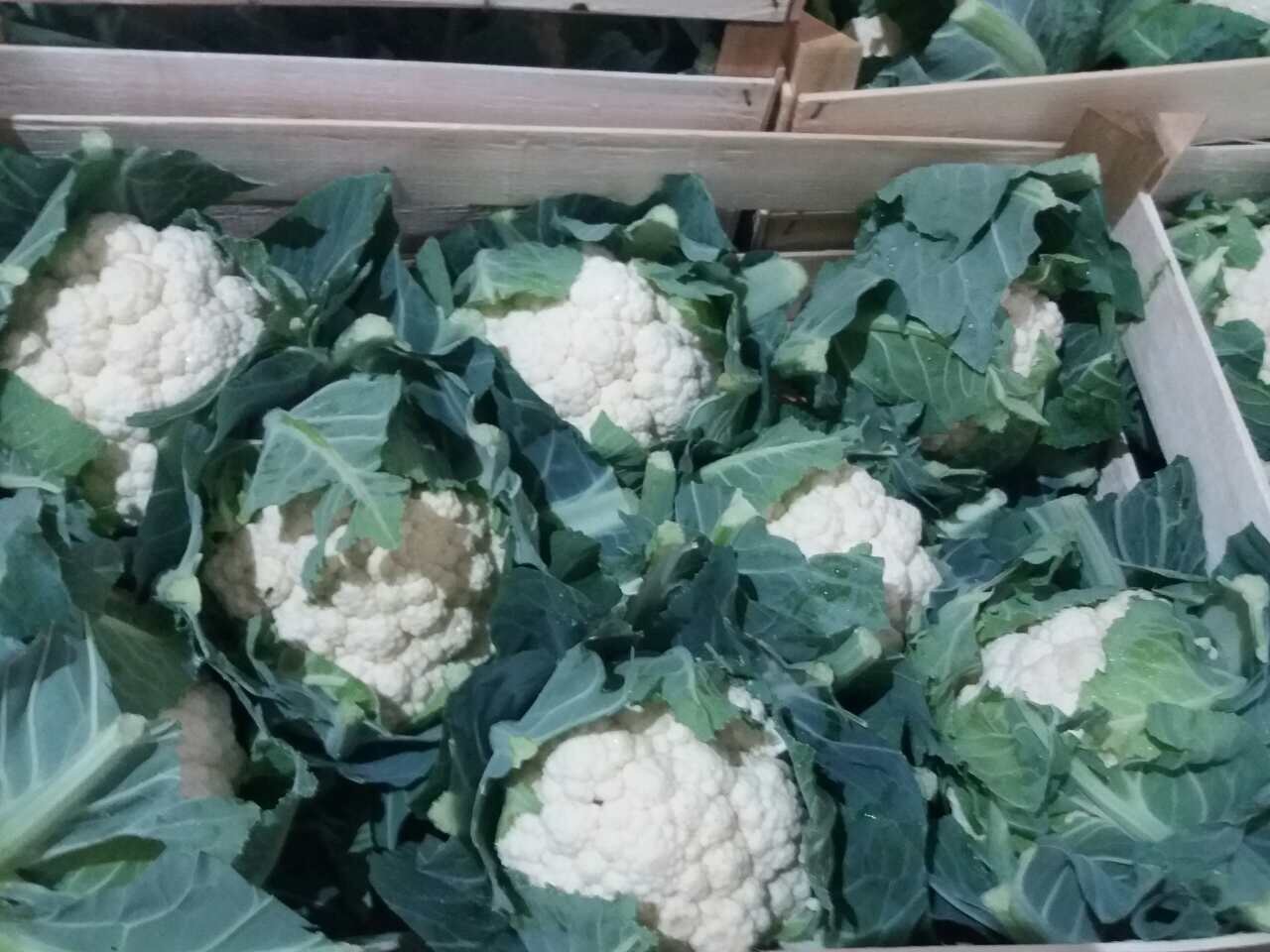 I will sell cauliflower in 400 kg pallets
