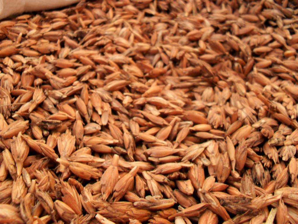 I will sell Spelled Seeds with documented origin, from