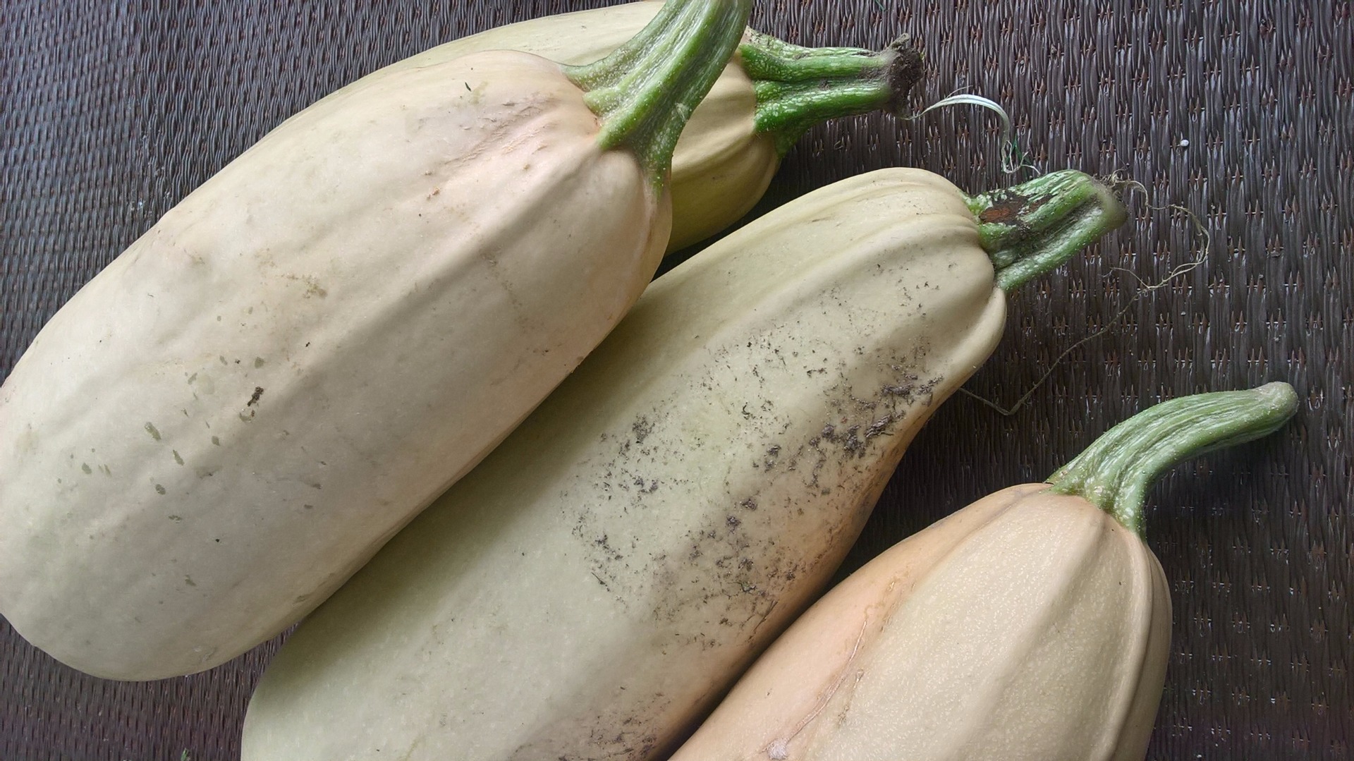 Beautiful, freshly harvested squashes from organic farming