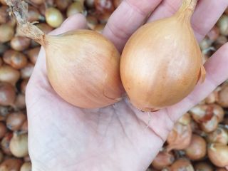 I will sell onions. Organic product. Golden scale.