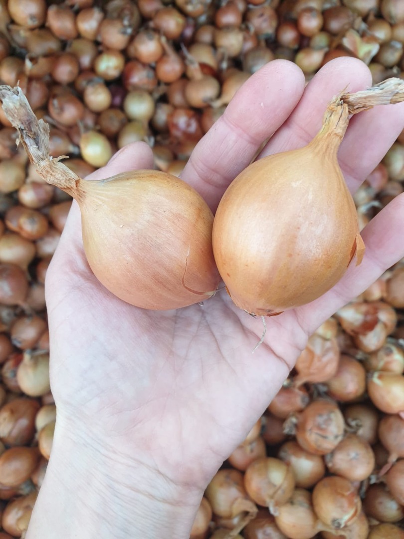 I will sell onions