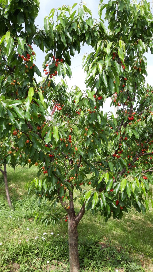 Cherries Earlly Red variety, ripening period May 18-25