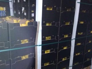 Verna lemon for sale, 1st class about 20 tons.
