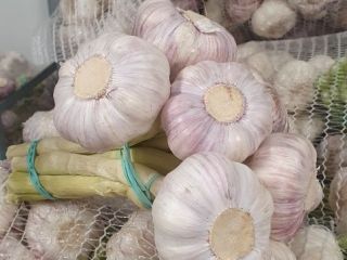 I will sell garlic from 0.45-0.95 Spanish, Egyptian, Polish