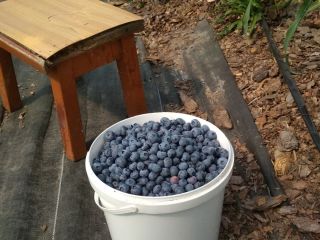 I will sell blueberry in the Duke version. Big