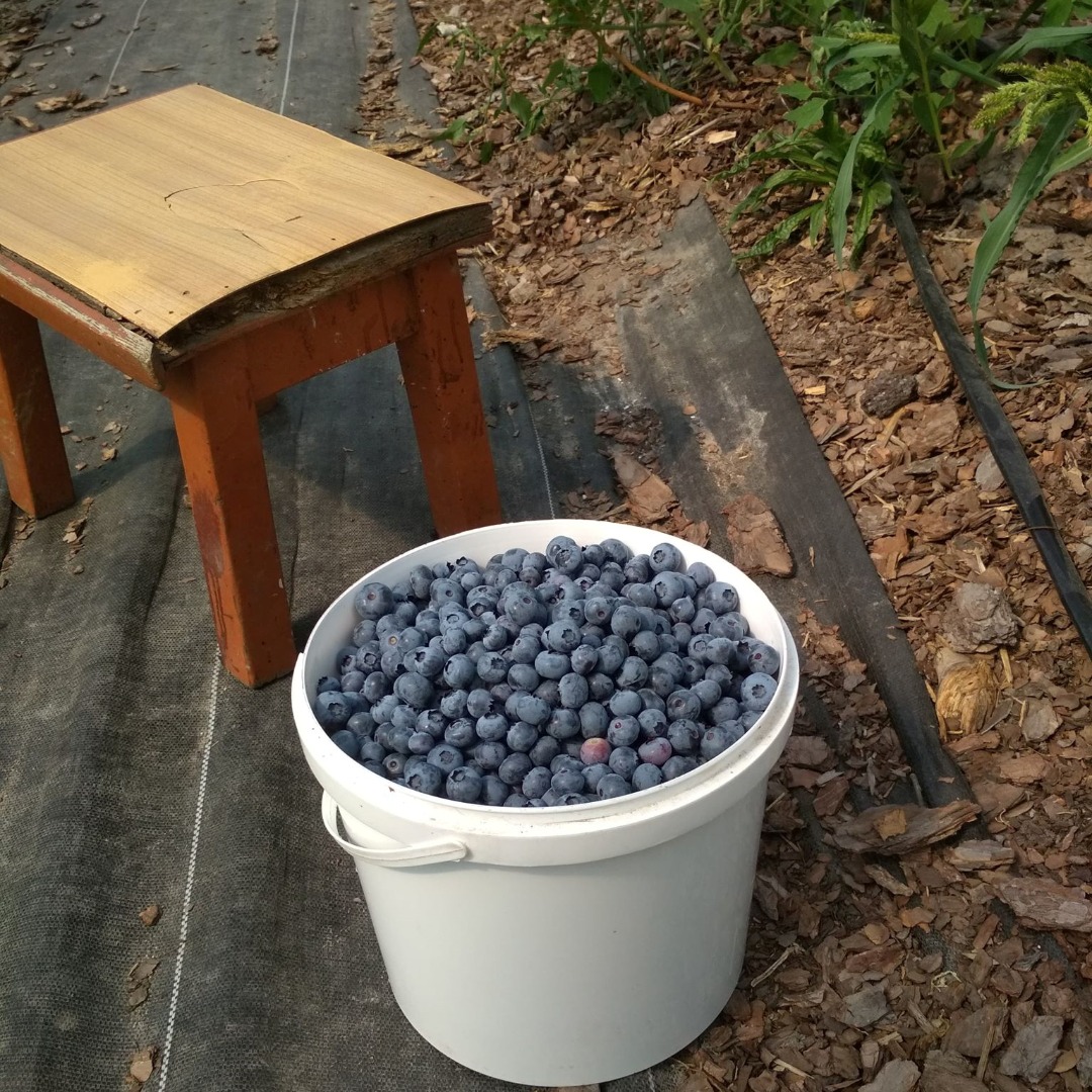 I will sell blueberry in the Duke version