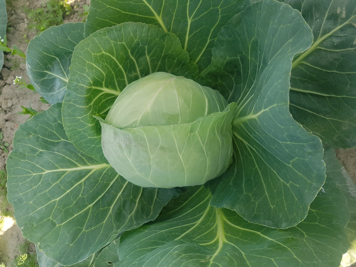I will sell young cabbage, price and quantity to be agreed