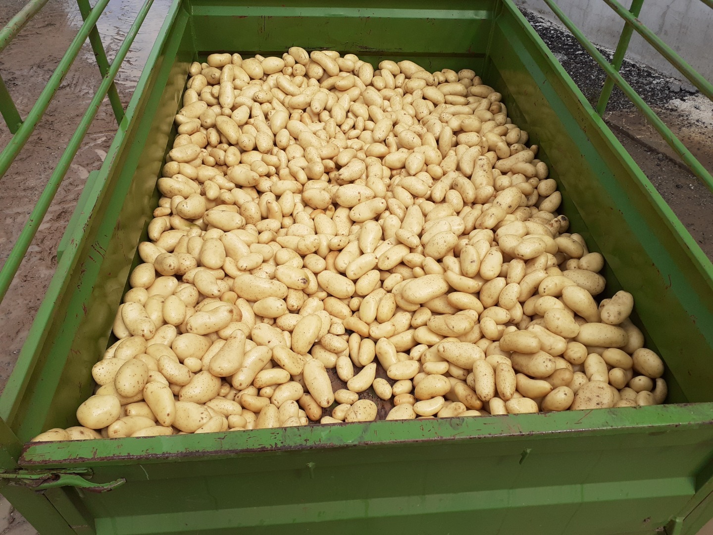 High quality potatoes available varieties (sunita, aliant, gwene, chalinsberg, jassy, soprano) caliber between 50-110 depending on the variety