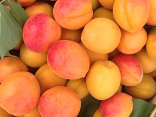Fresh apricots from Moldova