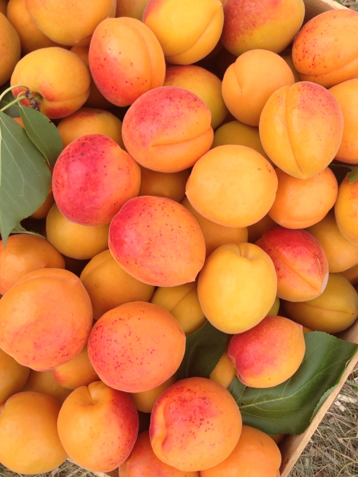 Fresh apricots from Moldova