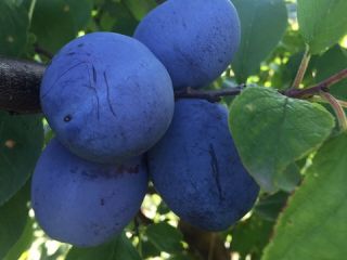 Fresh plums