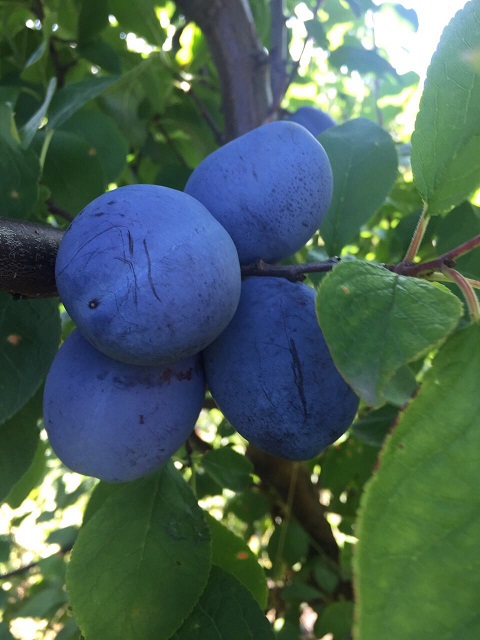 Fresh plums