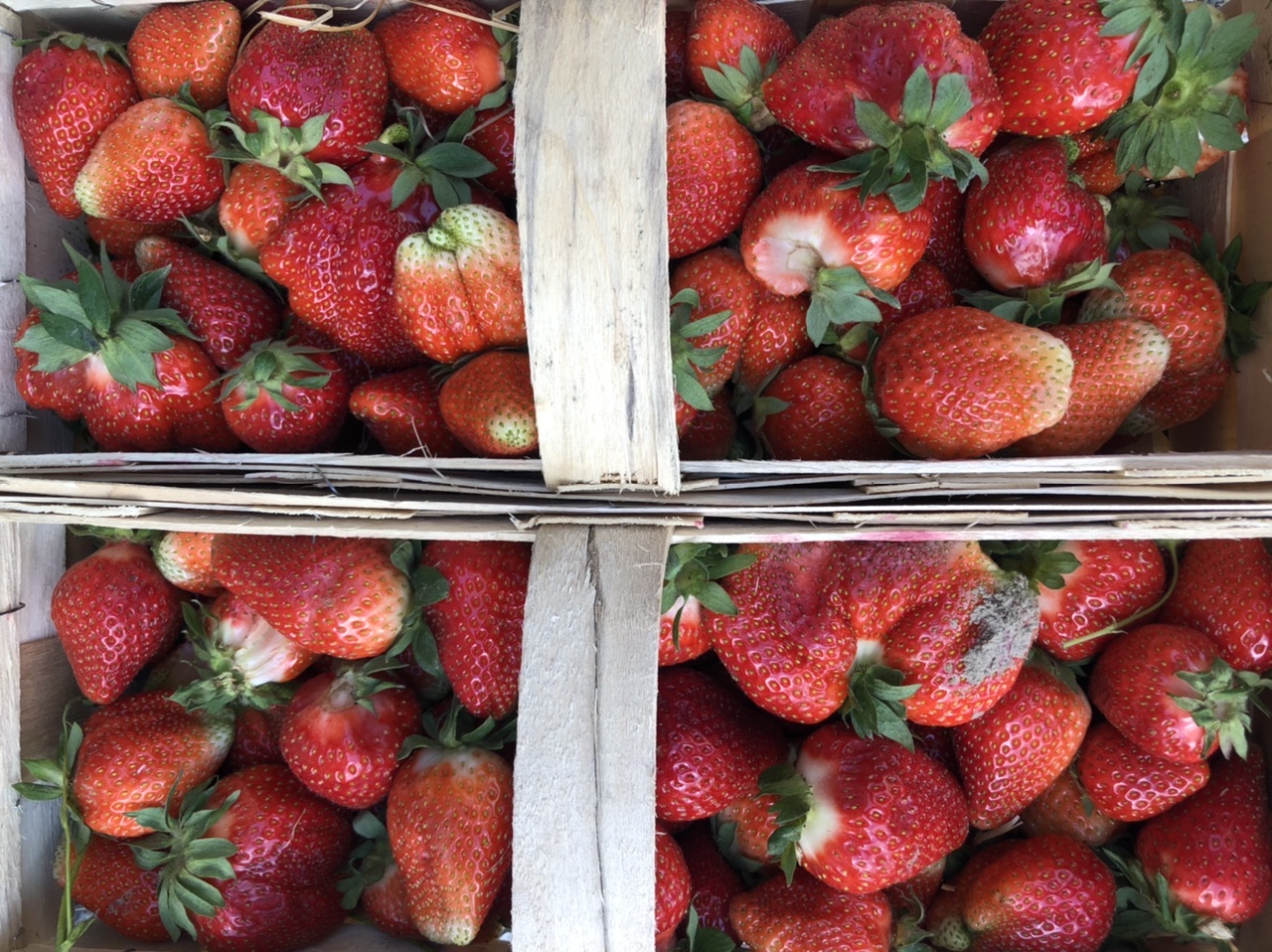 I will sell strawberries, preferably to Katowice