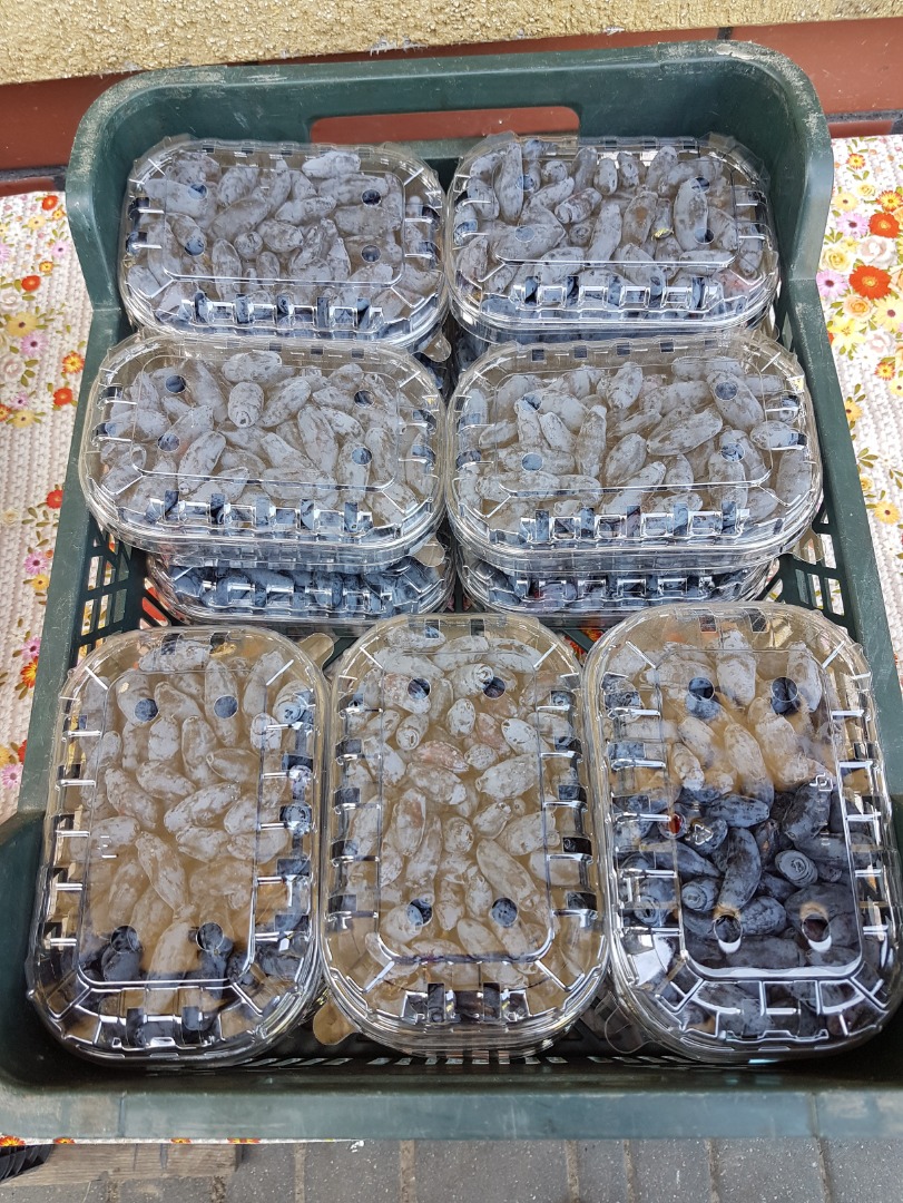 I will sell Kamchatka Berries from my own orchard