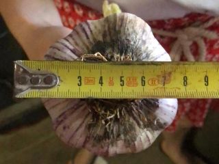 Purple garlic with a diameter of 7 which is