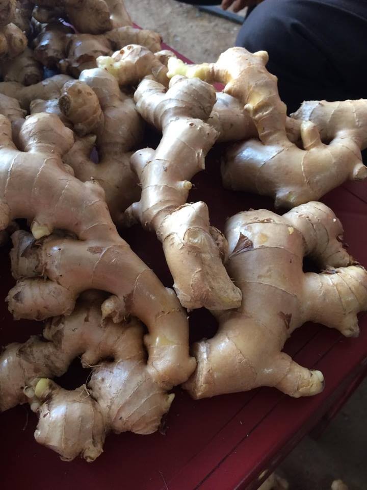1) Variety : Fresh Ginger 2) Place of origin: Thailand 3) Sizes: 50g & up, 100g & up, 150g & up, 200g & up, 250g & up, 300g & up, 350g & up, etc 4)Supply
