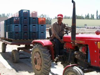 We can also supply you FRESH & DRIED TOMATOES.