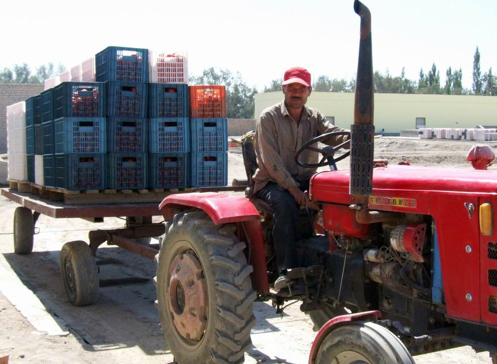 We can also supply you FRESH & DRIED TOMATOES
