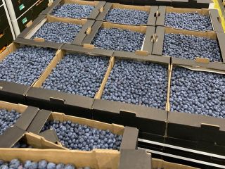 We are offering blueberry in such packings: - 3