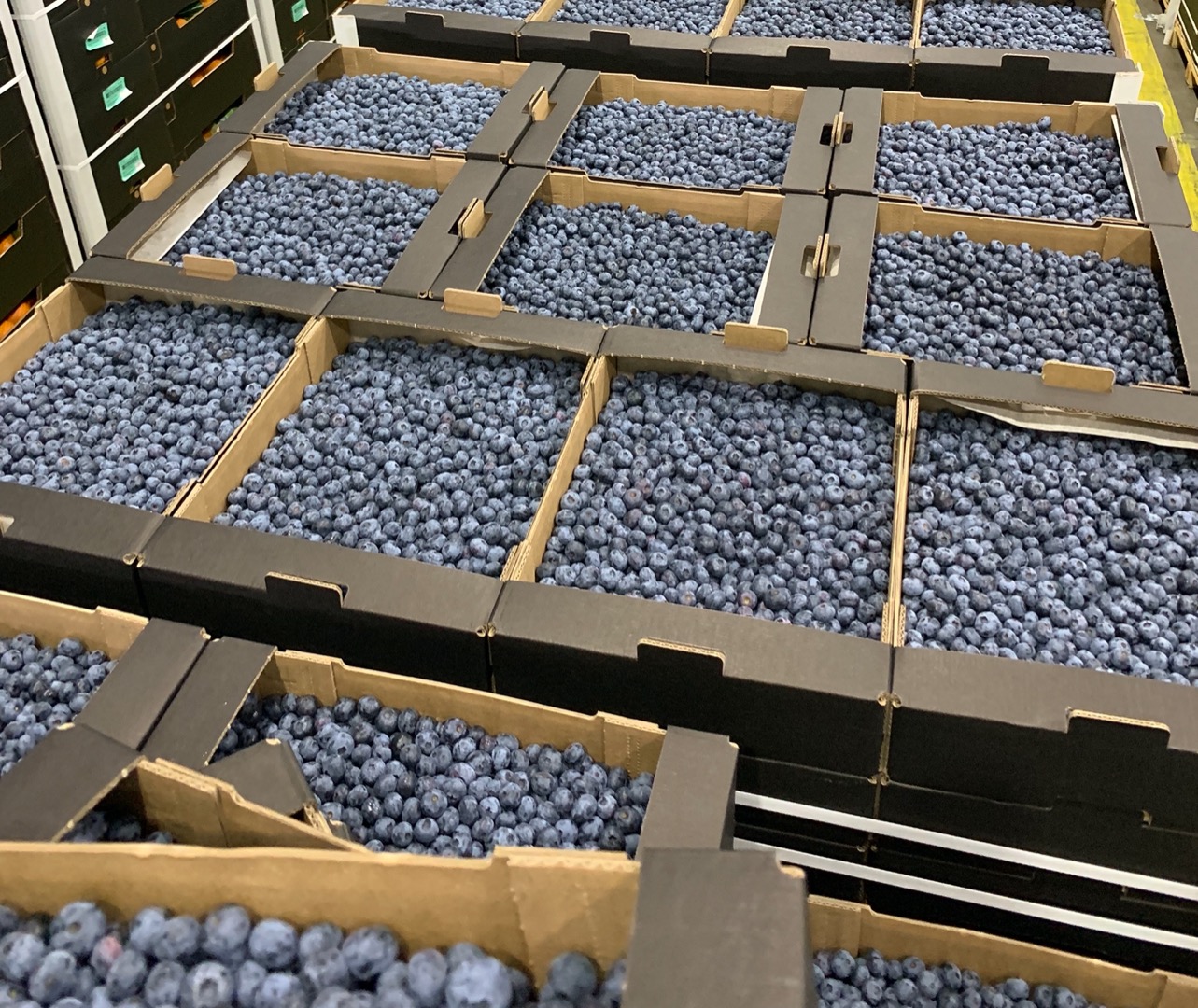 We are offering blueberry in such packings: - 3 kg bulk in 300*400 mm boxes; - 0,125 kg punnets without label; - 0,250 kg punnets without label; - 0,500 kg